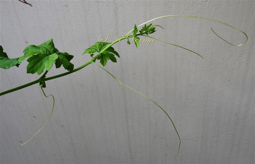  Branch bearing tendrils